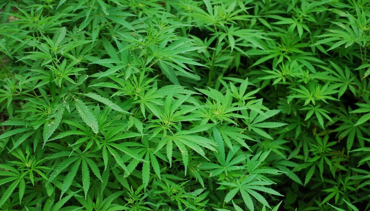 Massive $22.5M Chinese-Linked Marijuana Operation Busted in Georgia