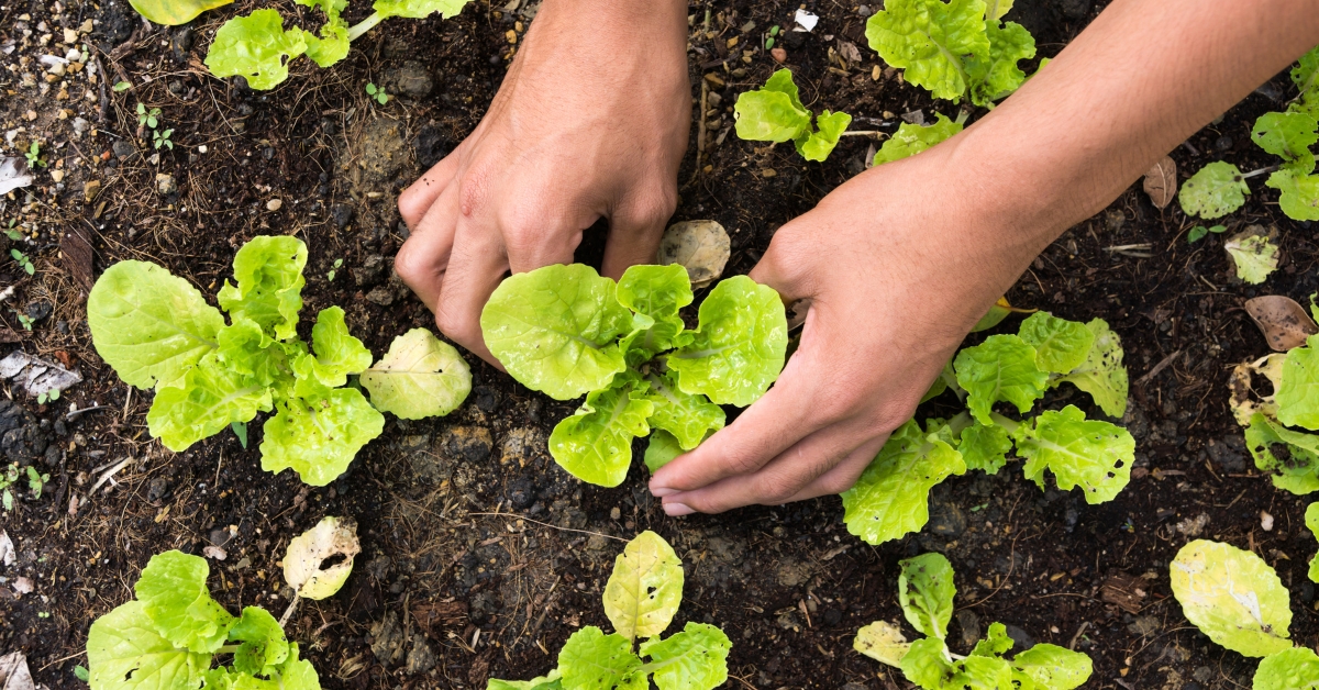Bidenomics Is an Epic Fail, Americans Try to Grow Food at Home