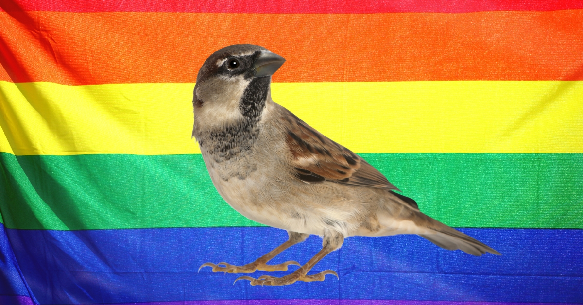 LGBTQ-Bird-Class